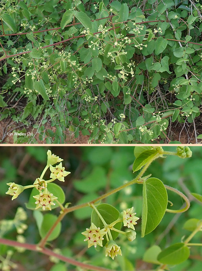 Helinus integrifolius
